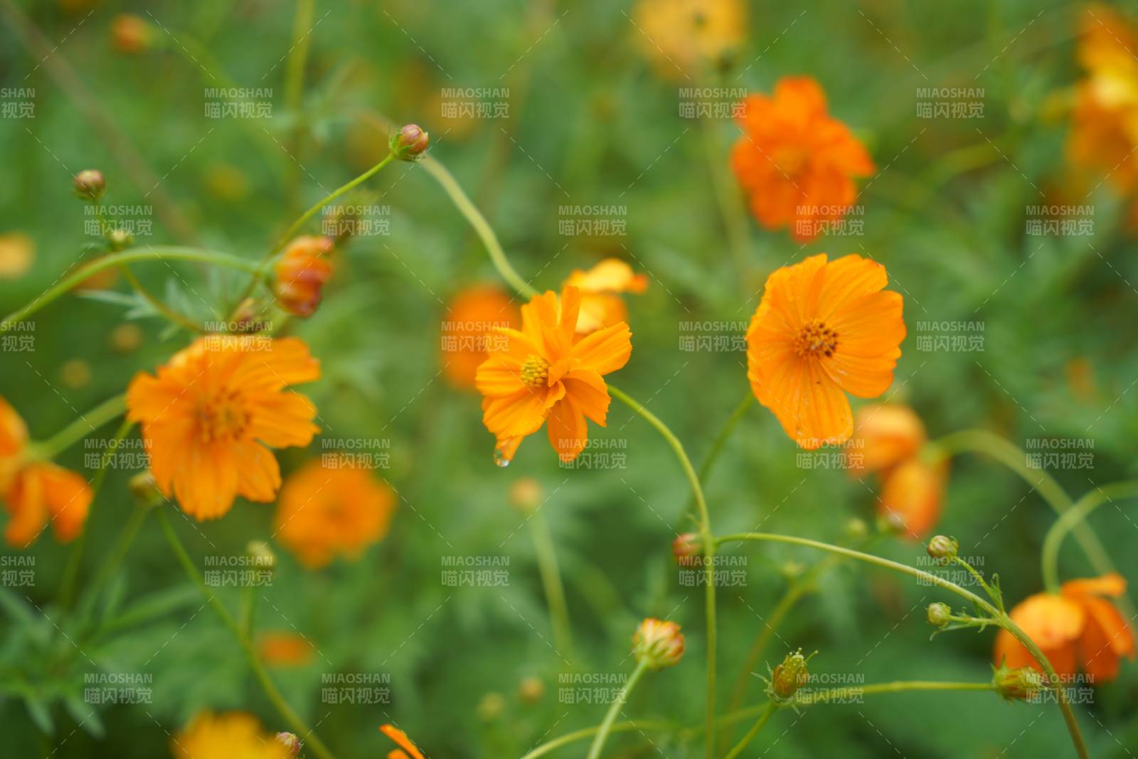 橙花绽放 生机盎然图片