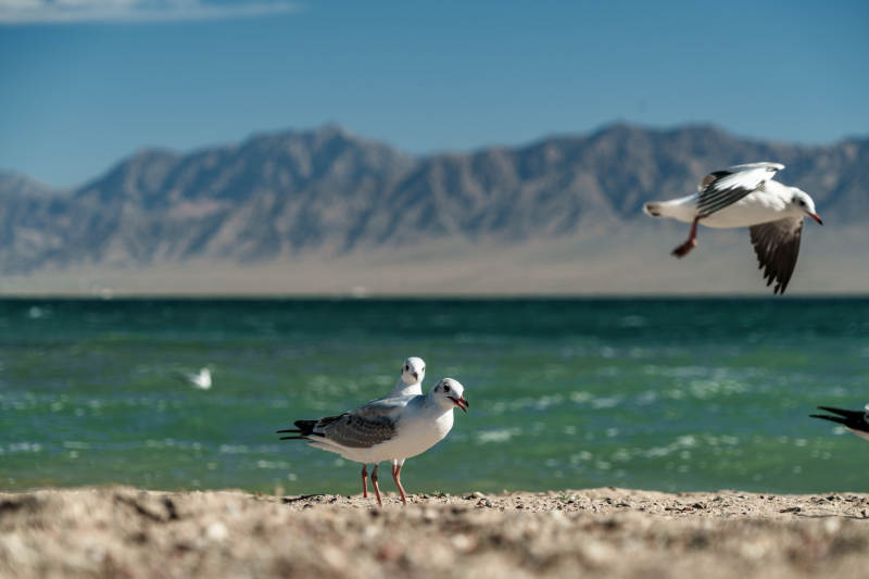 白色海鸥群在波光粼粼湖岸与雪山背景下休憩图片