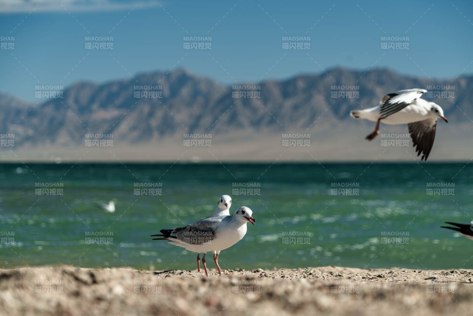 白色海鸥群在波光粼粼湖岸与雪山背景下休憩图片