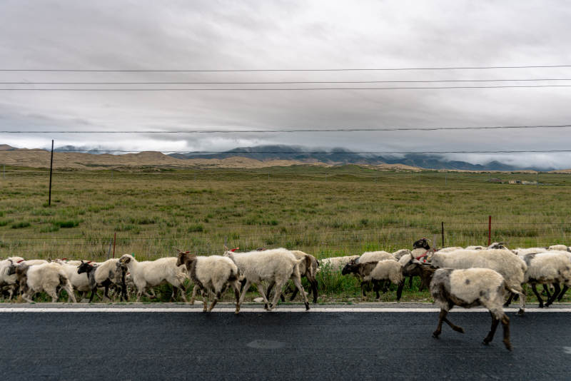 草原公路旁黑白花羊群悠然自得前行穿越迁徙图片