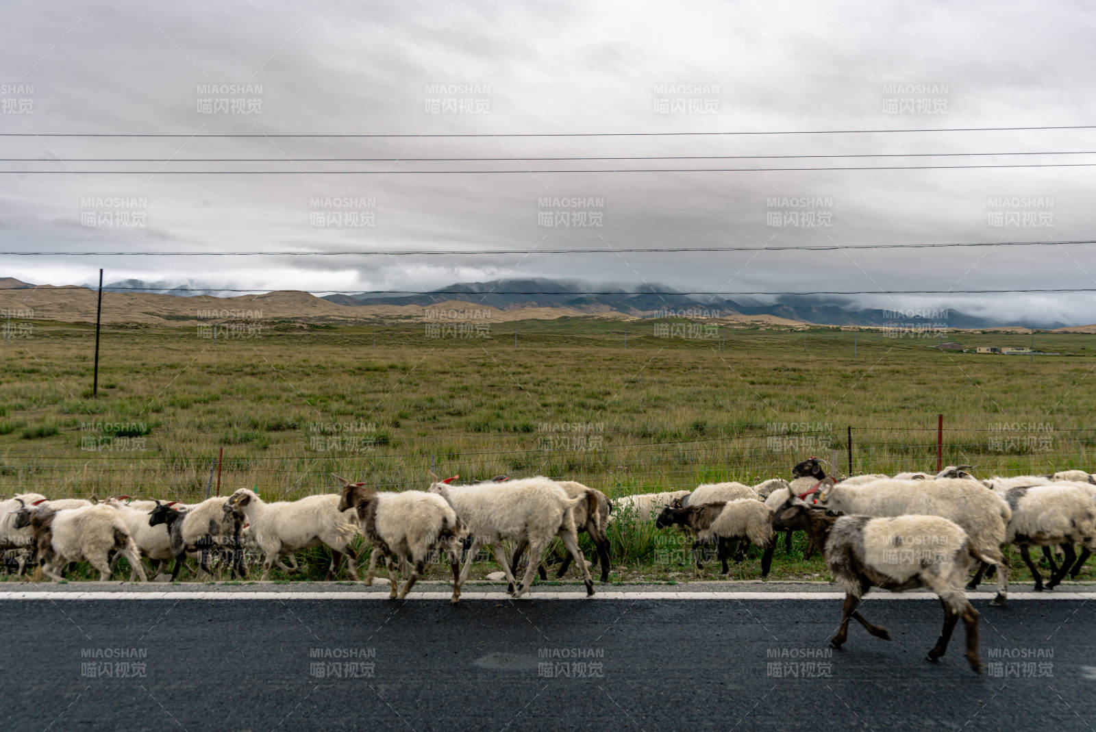 草原公路旁黑白花羊群悠然自得前行穿越迁徙图片