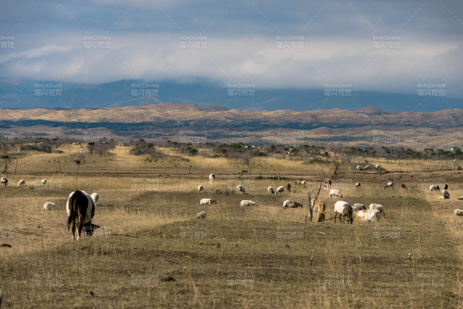 草原牧场中散布的牛羊在多变天气下悠然吃草图片