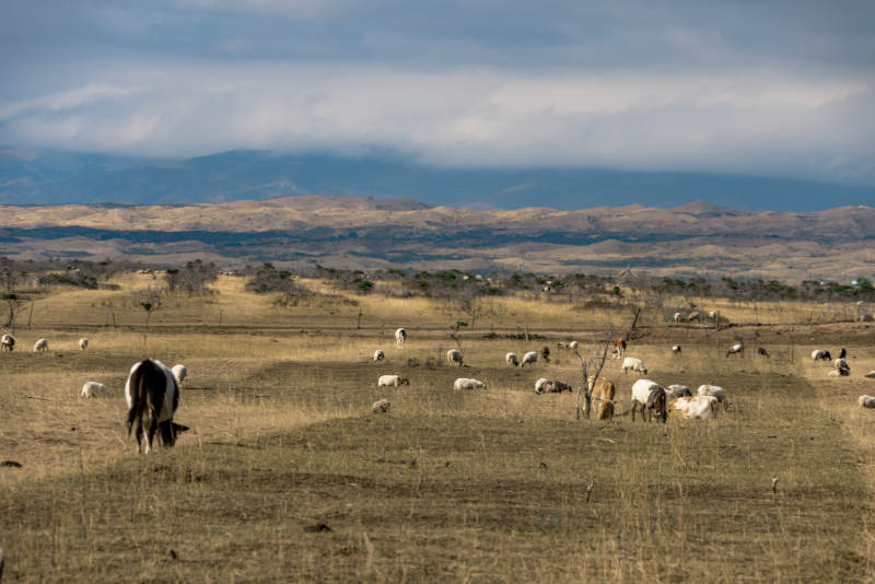 草原牧场中散布的牛羊在多变天气下悠然吃草图片