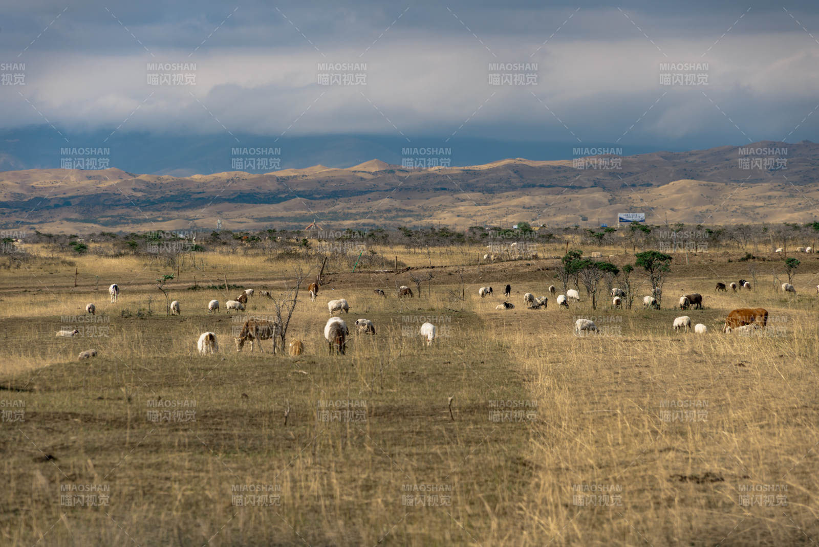 草原上成群牛羊在乌云密布天空安静吃草觅食图片