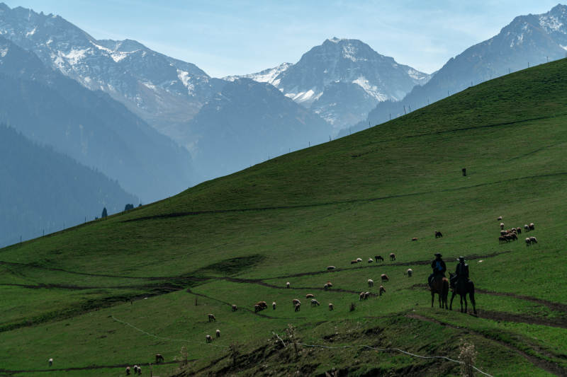草原中牧民骑马放牧羊群雪山背景自然风景图片