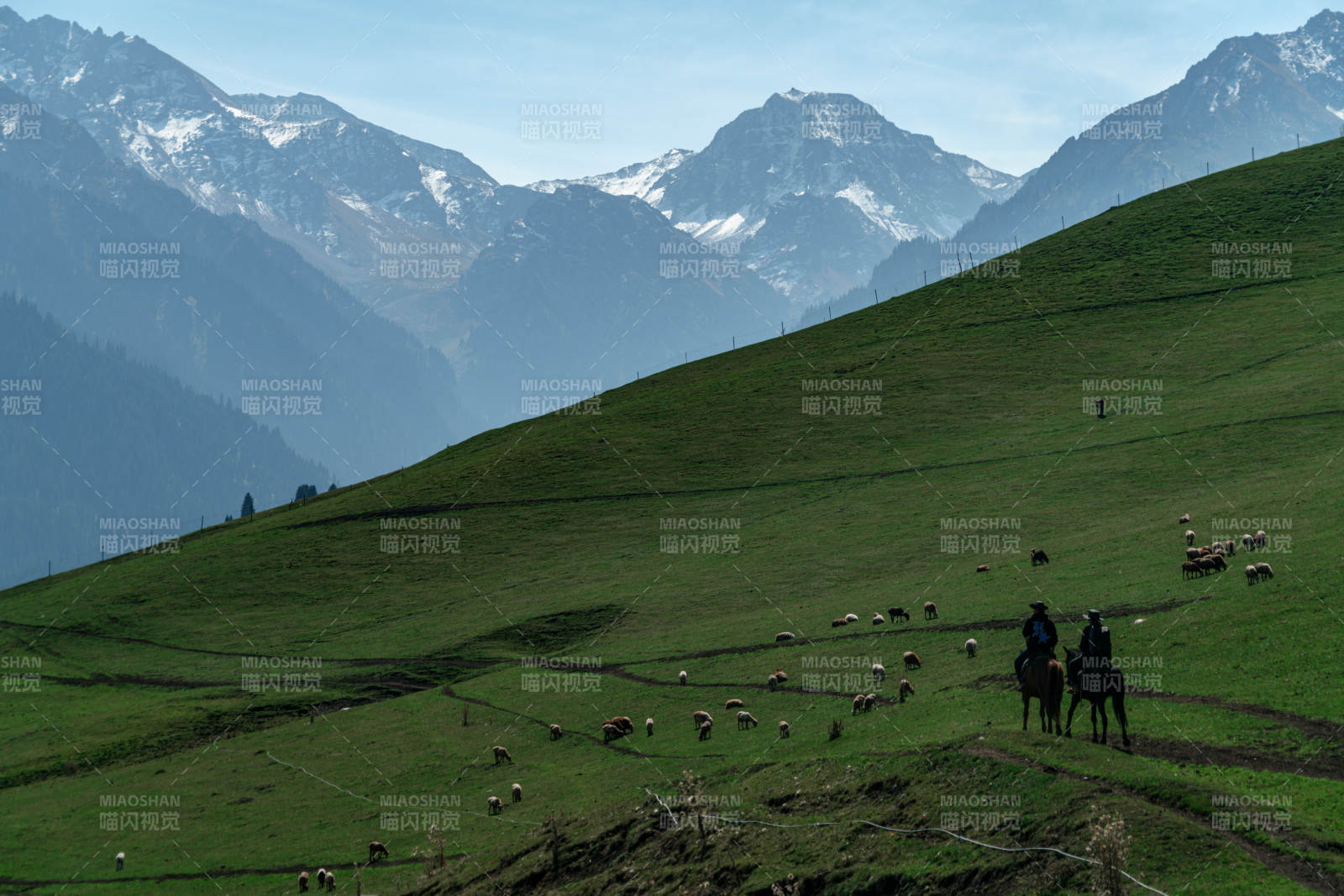 草原中牧民骑马放牧羊群雪山背景自然风景图片