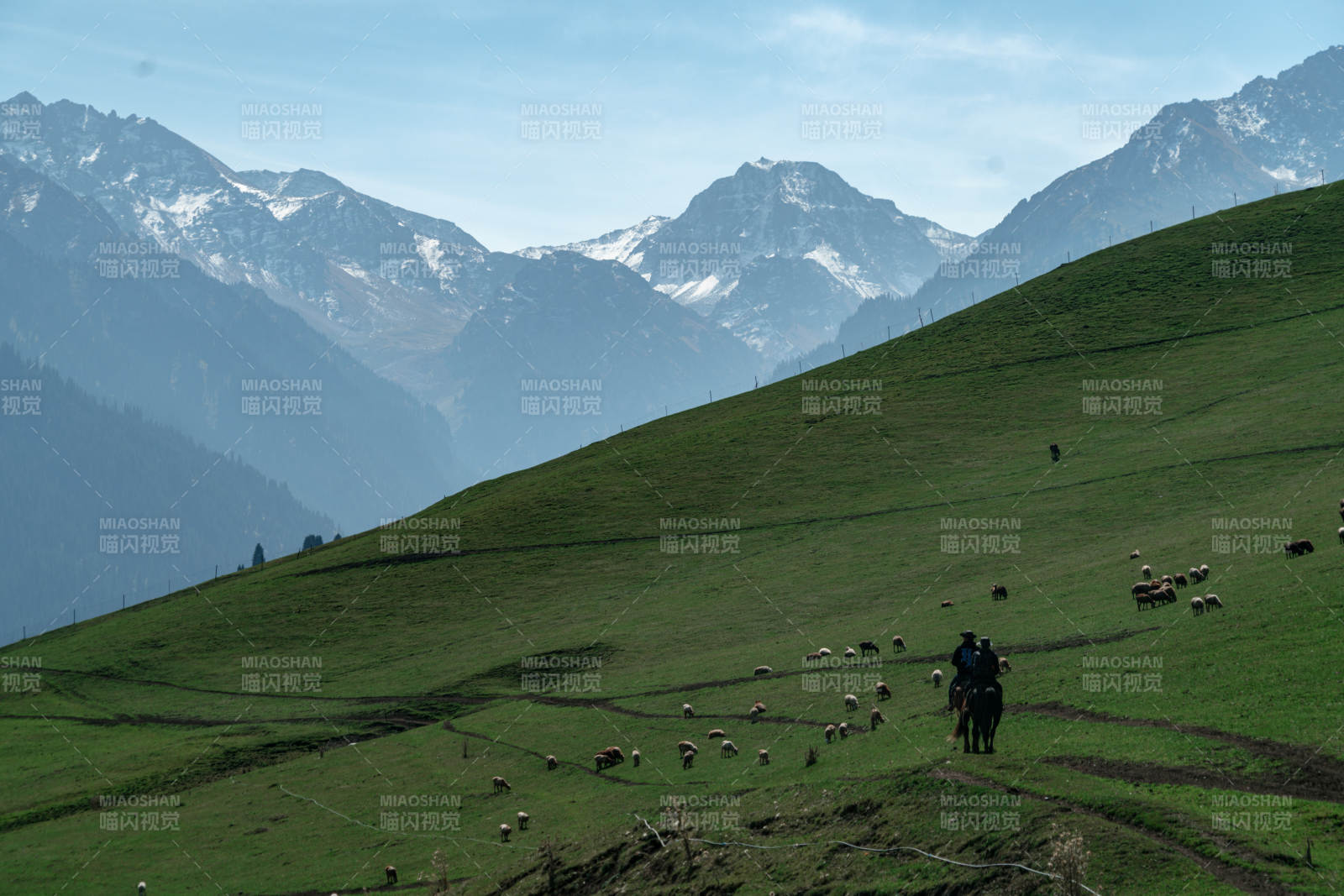 草原中牧民骑马放牧羊群雪山背景自然画卷图片