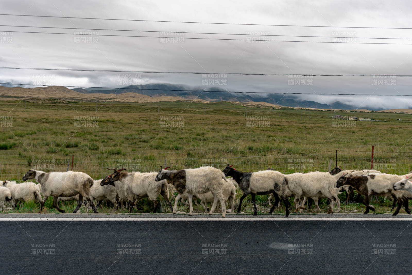 成群绵羊在辽阔草原公路边的悠然迁徙行走图片