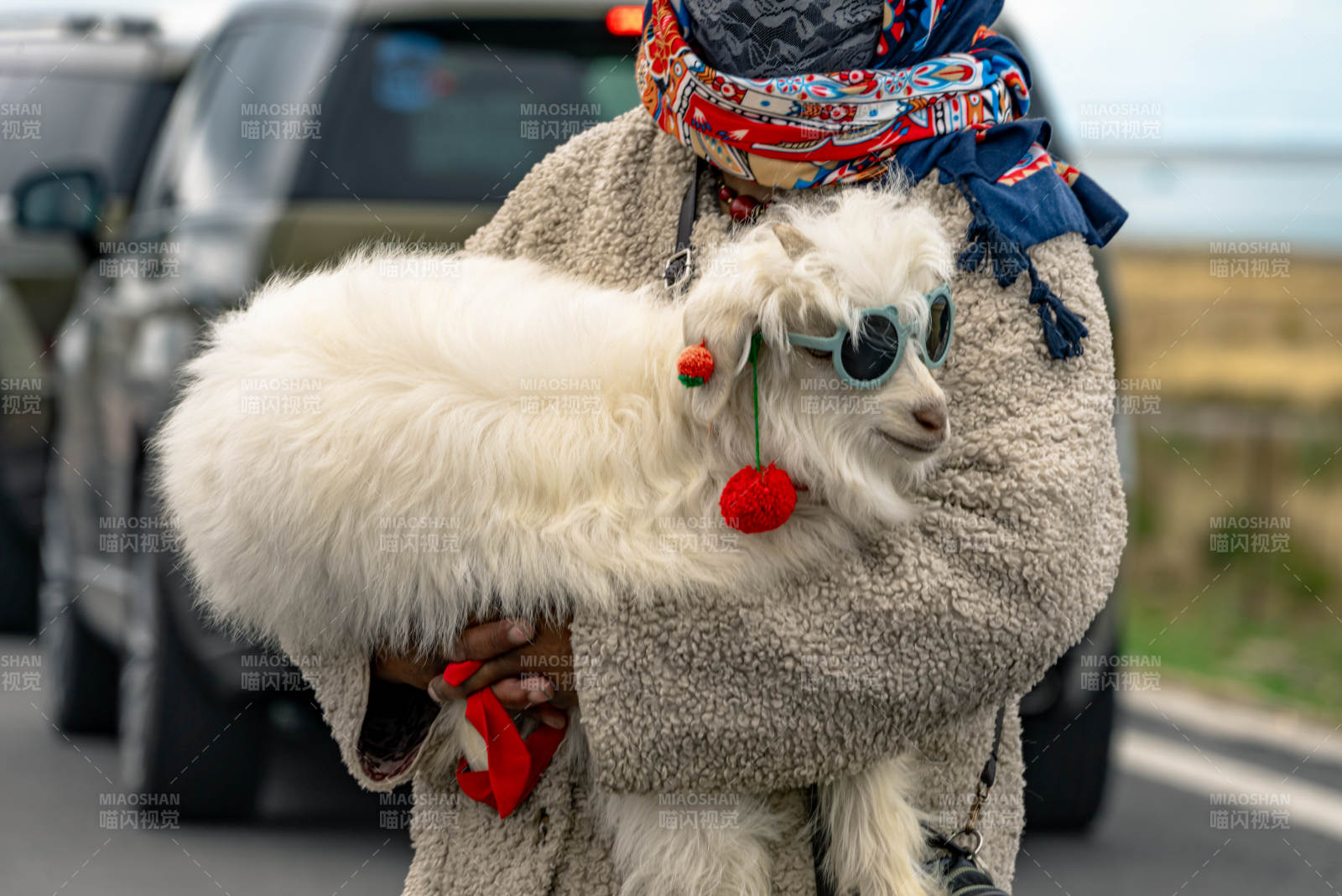 戴蓝色墨镜和红色耳饰的可爱小羊羔被人怀抱图片