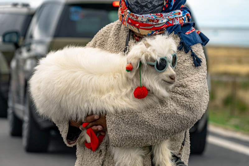 戴蓝色墨镜和红色耳饰的可爱小羊羔被人怀抱图片