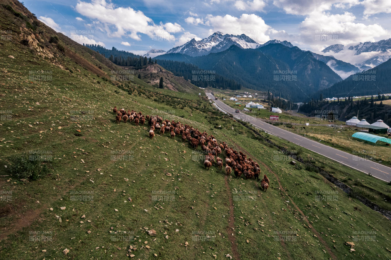 高原雪山草原羊群牛群迁徙奔跑自然保护区图片