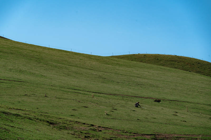 广袤绿草坡上孤独牧民劳作远山蓝天为背景图片