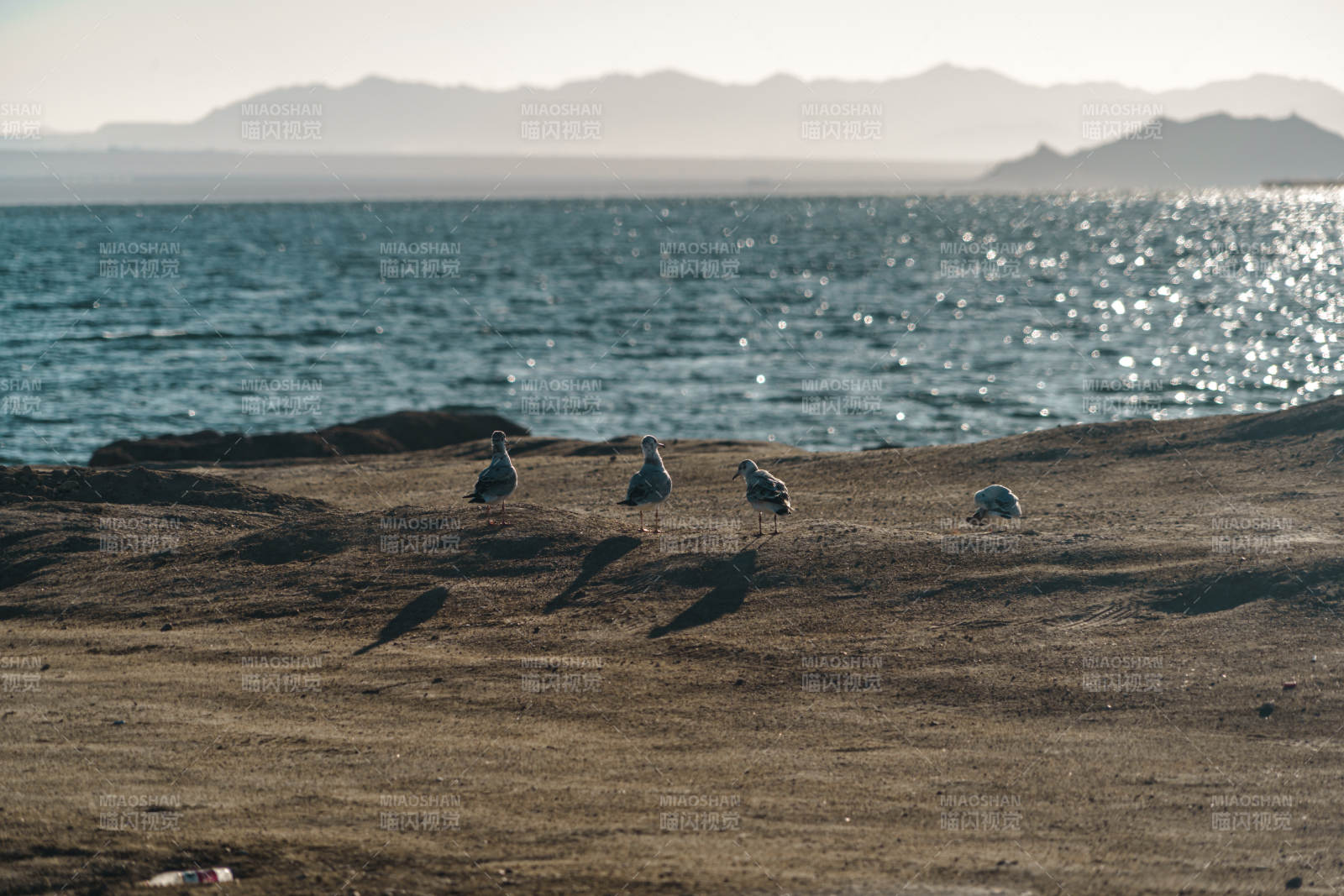 海鸥群聚湖边岩石休息山湖相映自然静谧场景图片