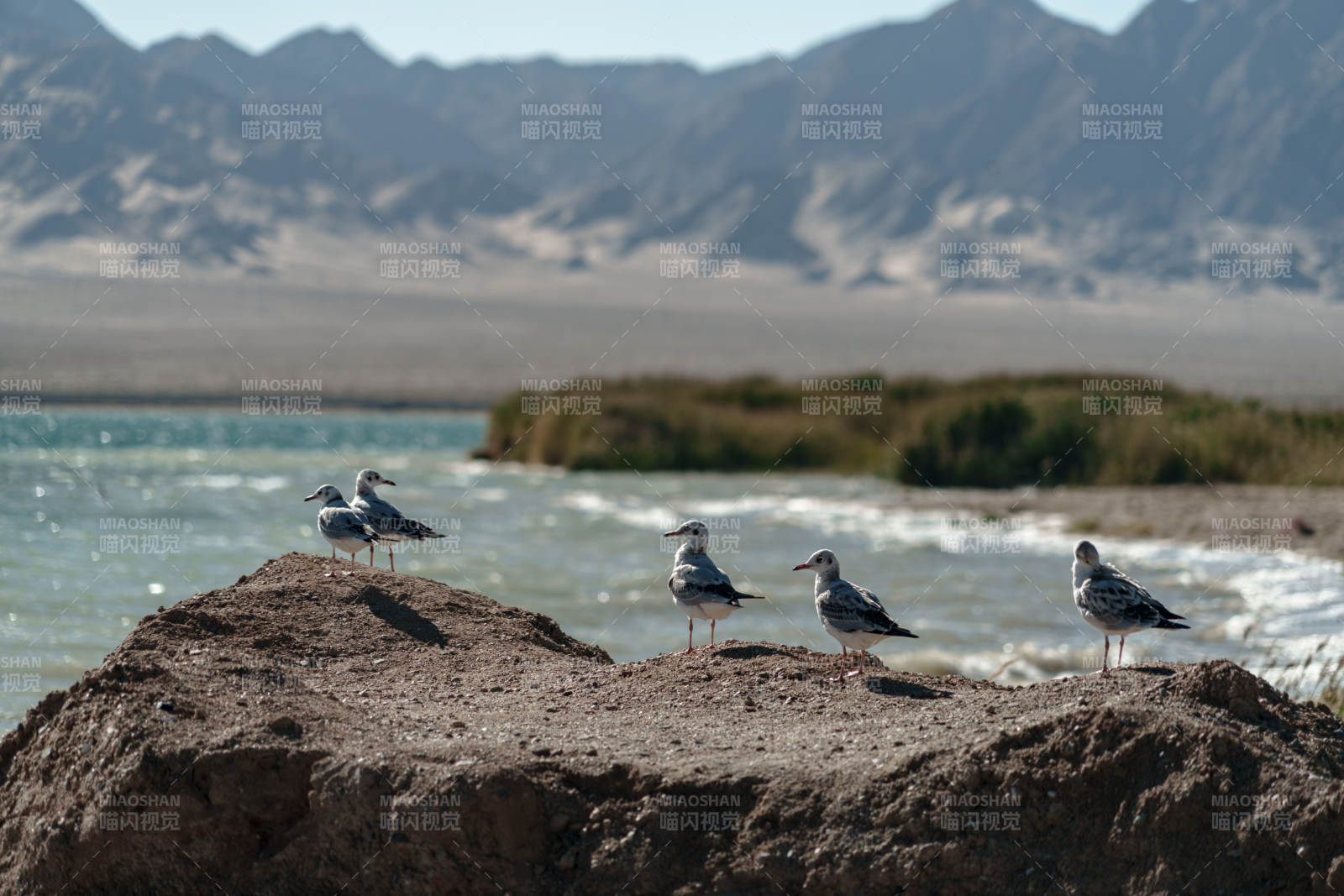 湖边岩石上休憩的数只海鸥远山湖泊自然风景图片