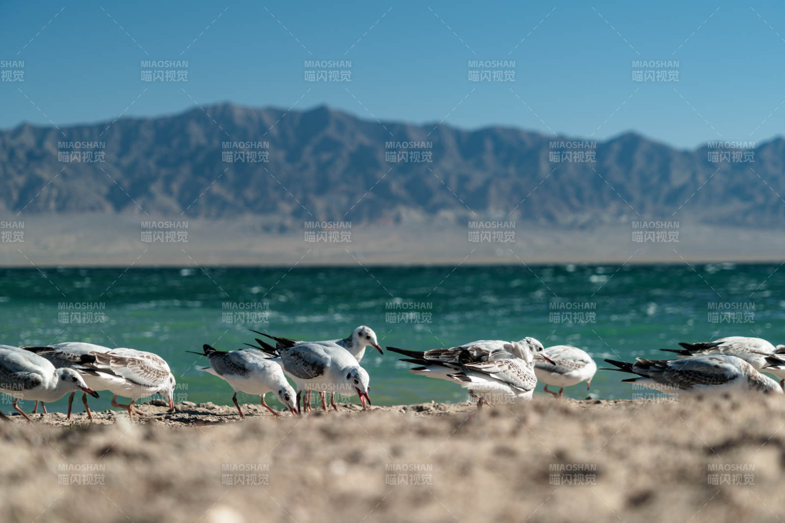 湖畔群鸥伫立金色沙滩与蓝天山脉构成画卷图片