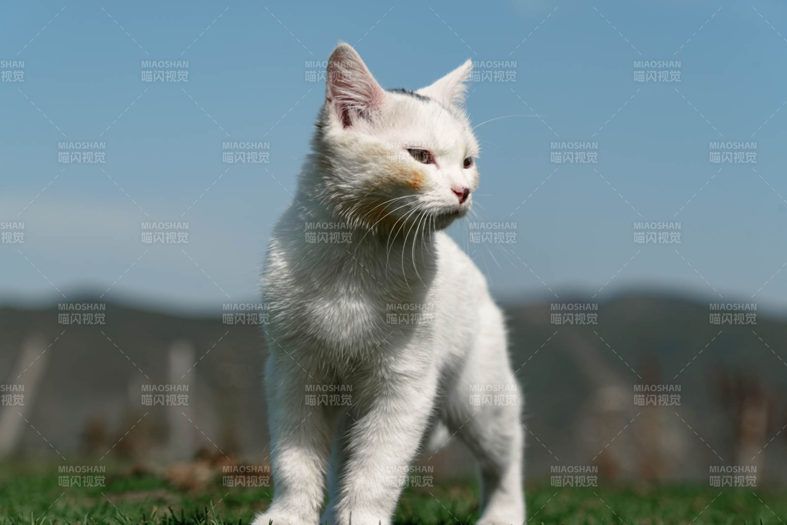 蓝天白云下野生白色小猫站在草地侧头看远方图片
