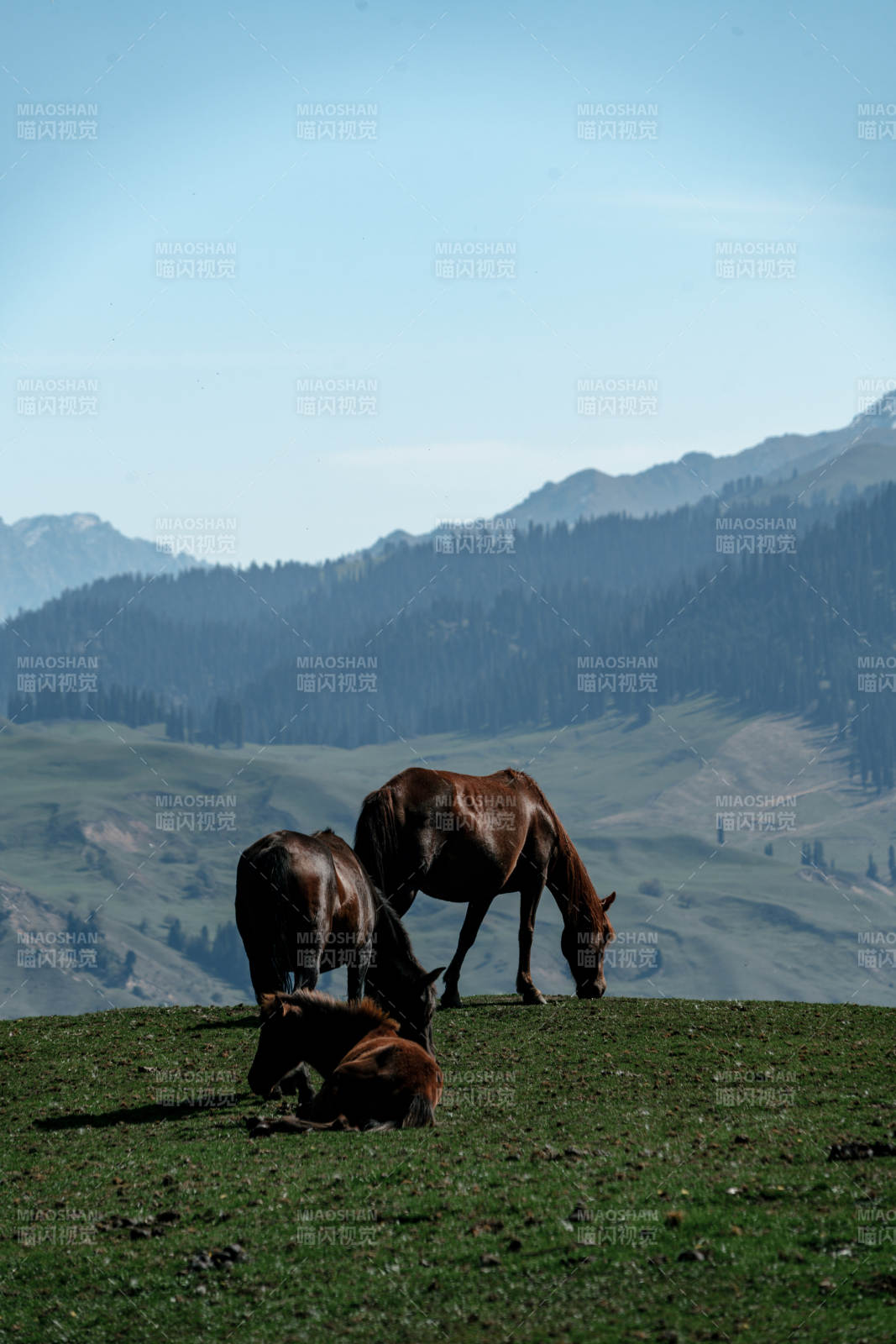 辽阔草原两匹骏马在蓝天白云下悠然低头吃草图片