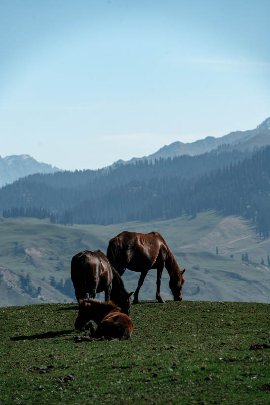 辽阔草原两匹骏马在蓝天白云下悠然低头吃草图片