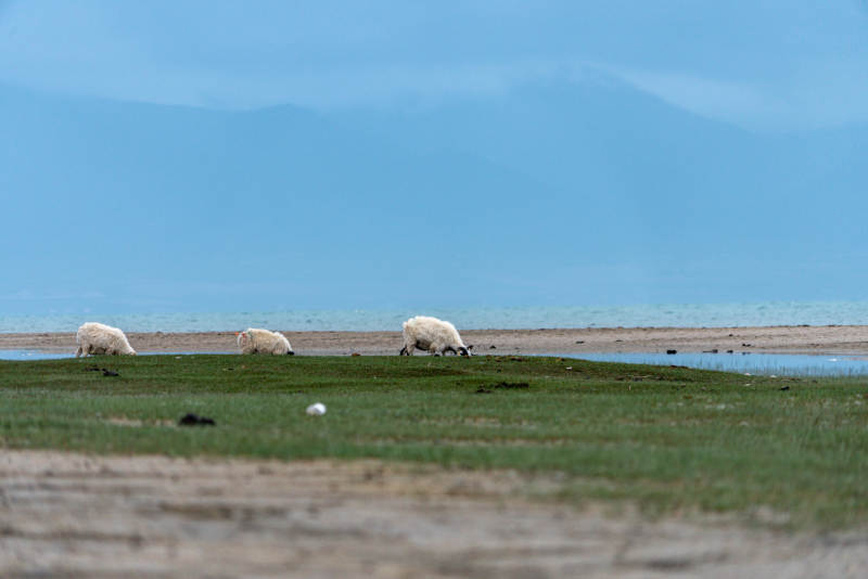美丽阳光下草原湖畔三只绵羊安静吃草景象图片