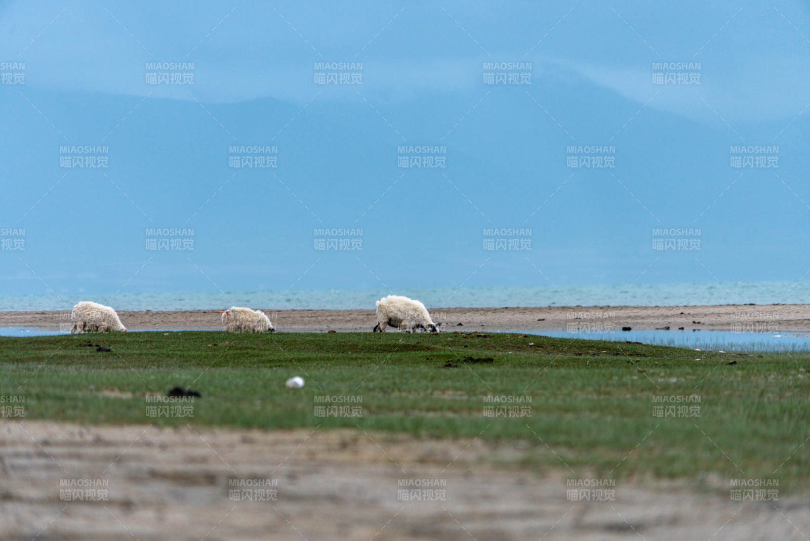 美丽阳光下草原湖畔三只绵羊安静吃草景象图片