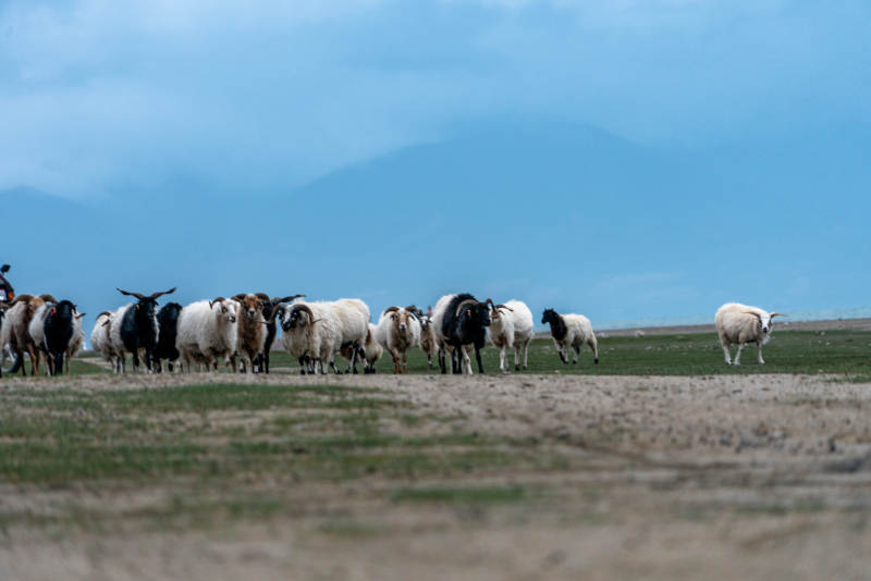 美丽阳光下草原湖畔羊群牧场安静吃草景象图片