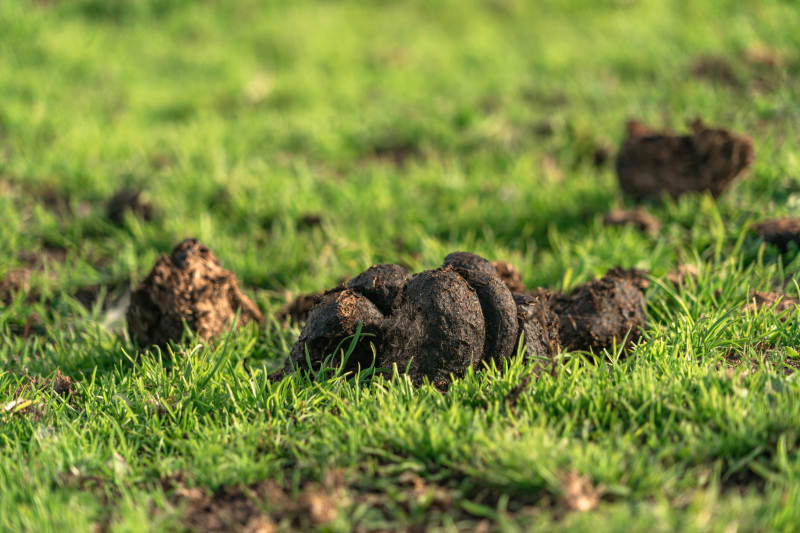 青草地马粪牛粪天然有机肥料牲畜粪便特写图片