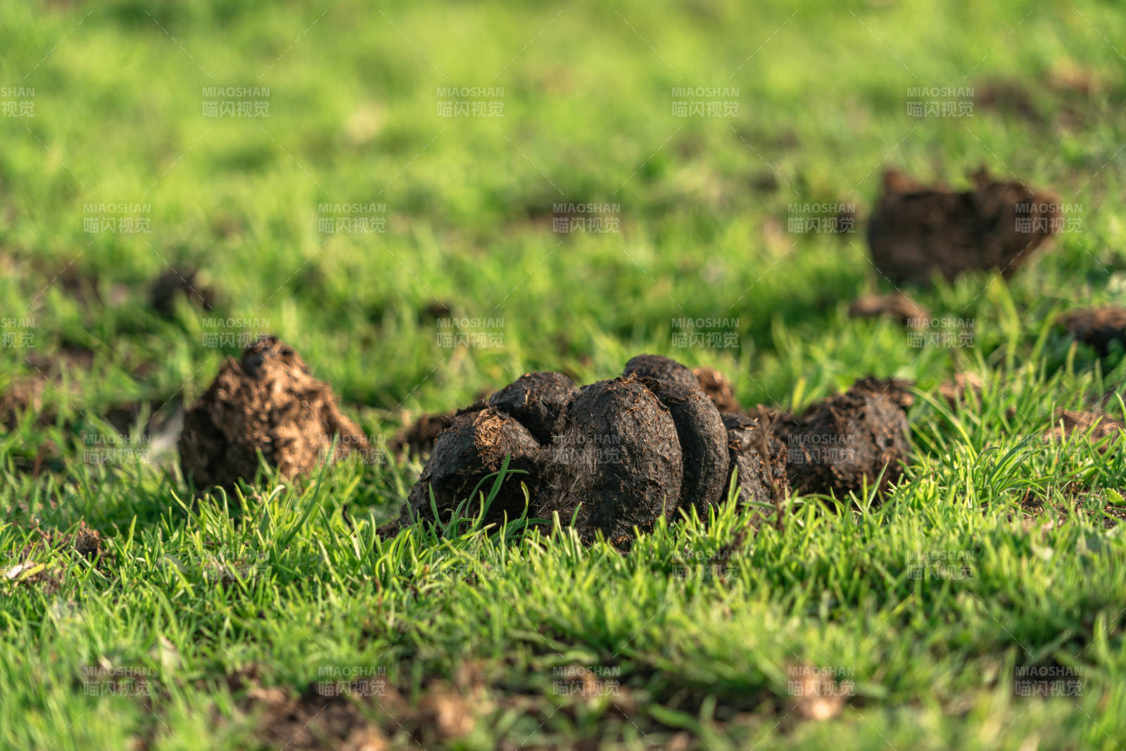 青草地马粪牛粪天然有机肥料牲畜粪便特写图片