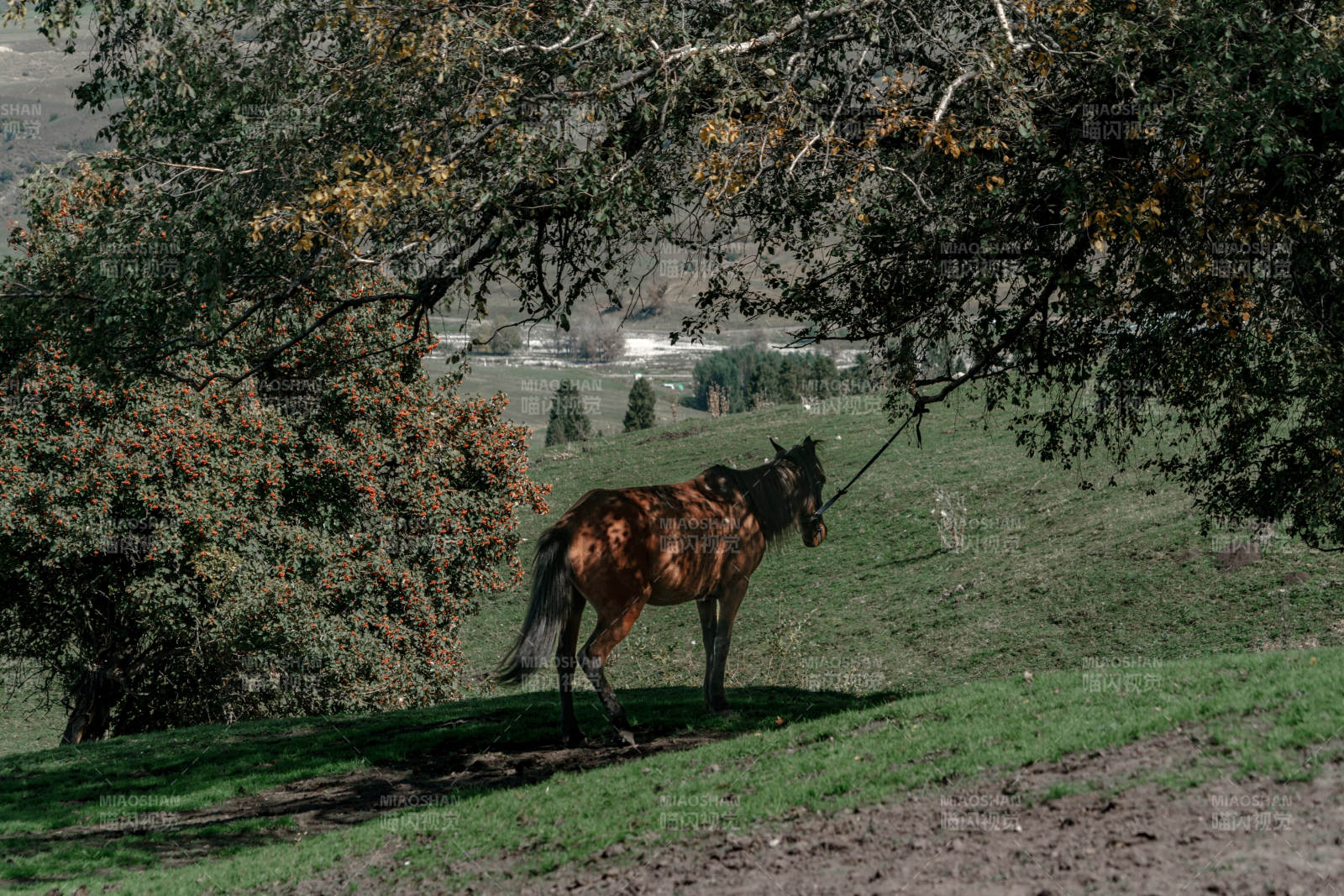 秋天乡间草原树荫下草地拴马的放牧自然生活图片