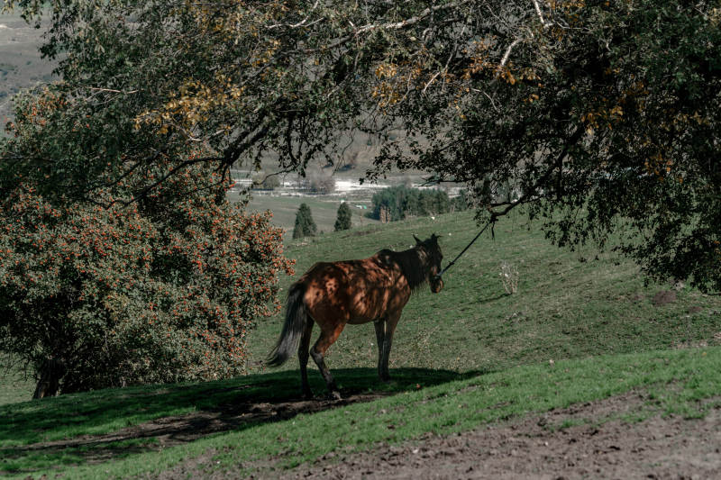 秋天乡间草原树荫下草地拴马的放牧自然生活图片