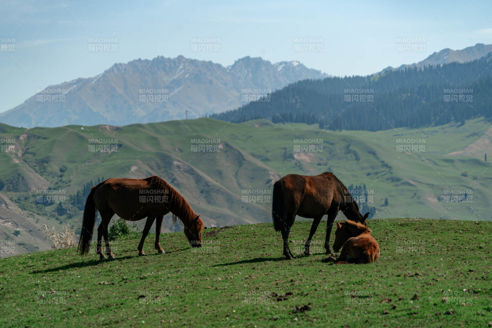 群山环抱绿野间悠然吃草的马群与自然美景图片