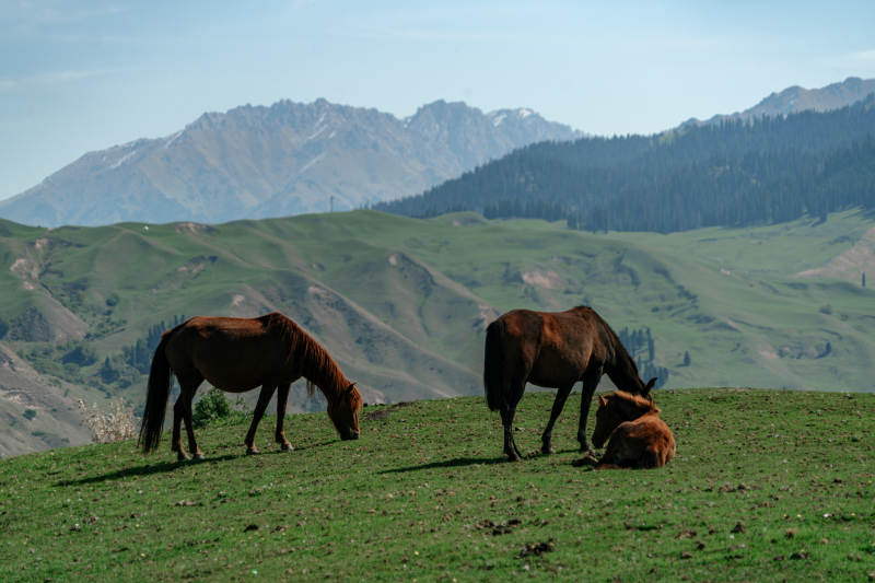 群山环抱绿野间悠然吃草的马群与自然美景图片