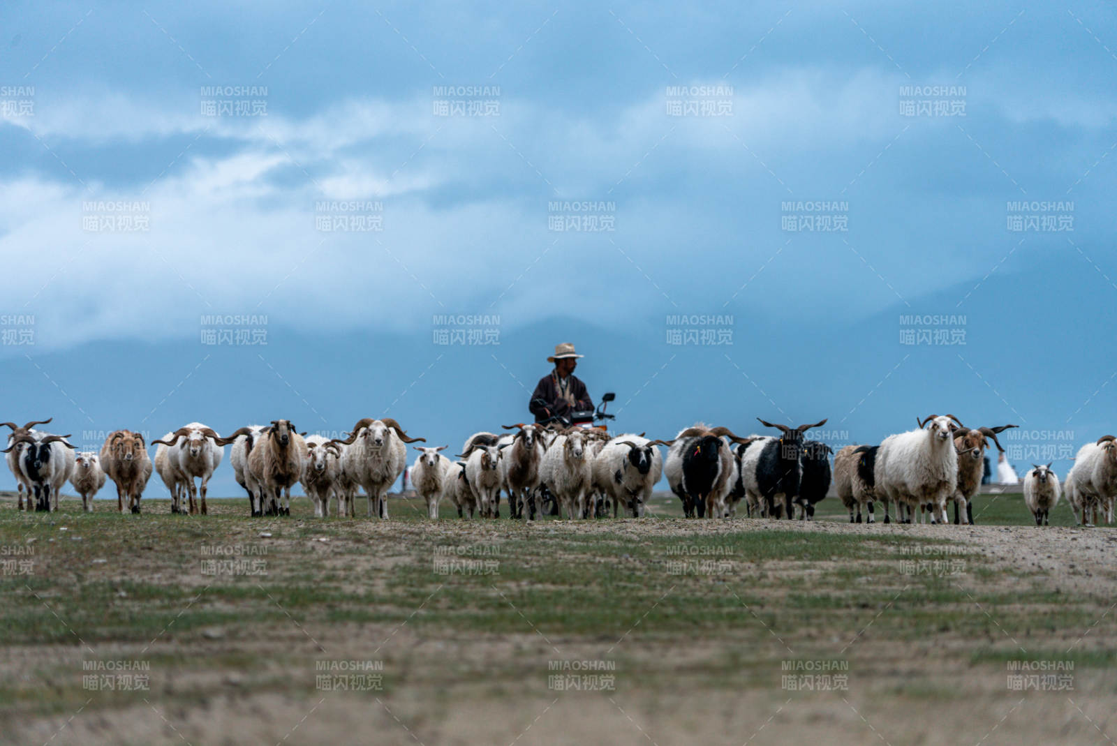 少数民族牧民独自一人草原放牧驱赶羊群牛群图片