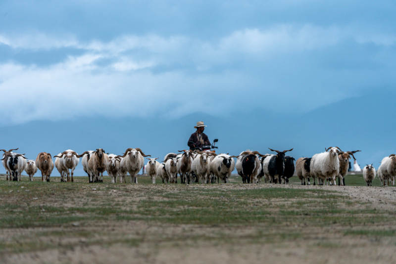少数民族牧民独自一人草原放牧驱赶羊群牛群图片