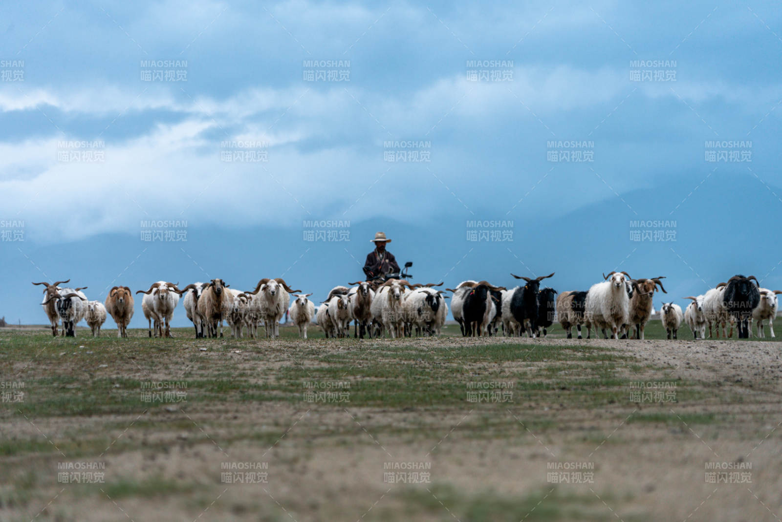 少数民族牧民独自一人在草原放牧赶羊群牛群图片