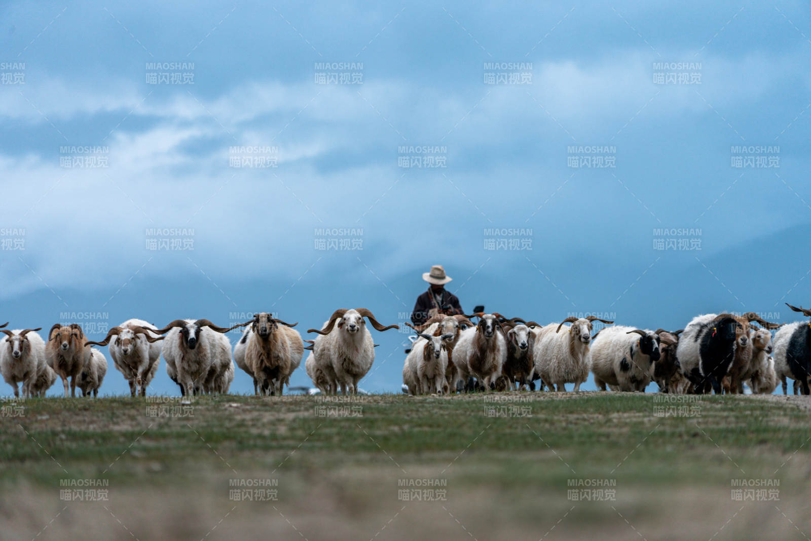 少数民族牧民独自在草原放牧赶羊群和牛群图片