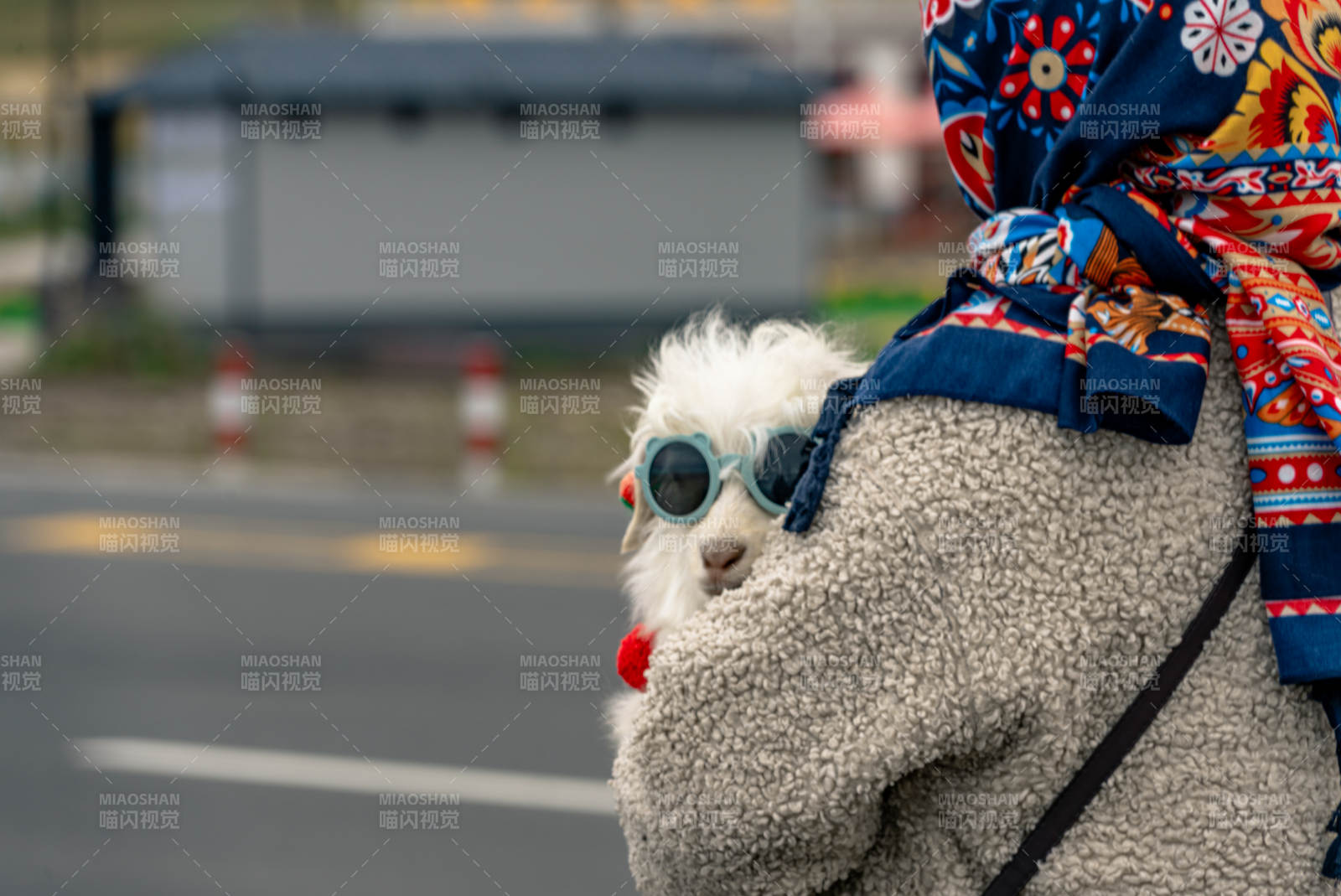 时尚萌宠小羊戴墨镜耳坠与主人在户外互动图片