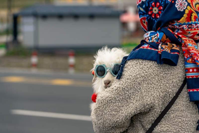 时尚萌宠小羊戴墨镜耳坠与主人在户外互动图片