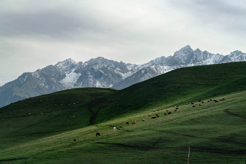 巍峨雪山之下牧场翠绿草原放牧羊群悠然吃草图片