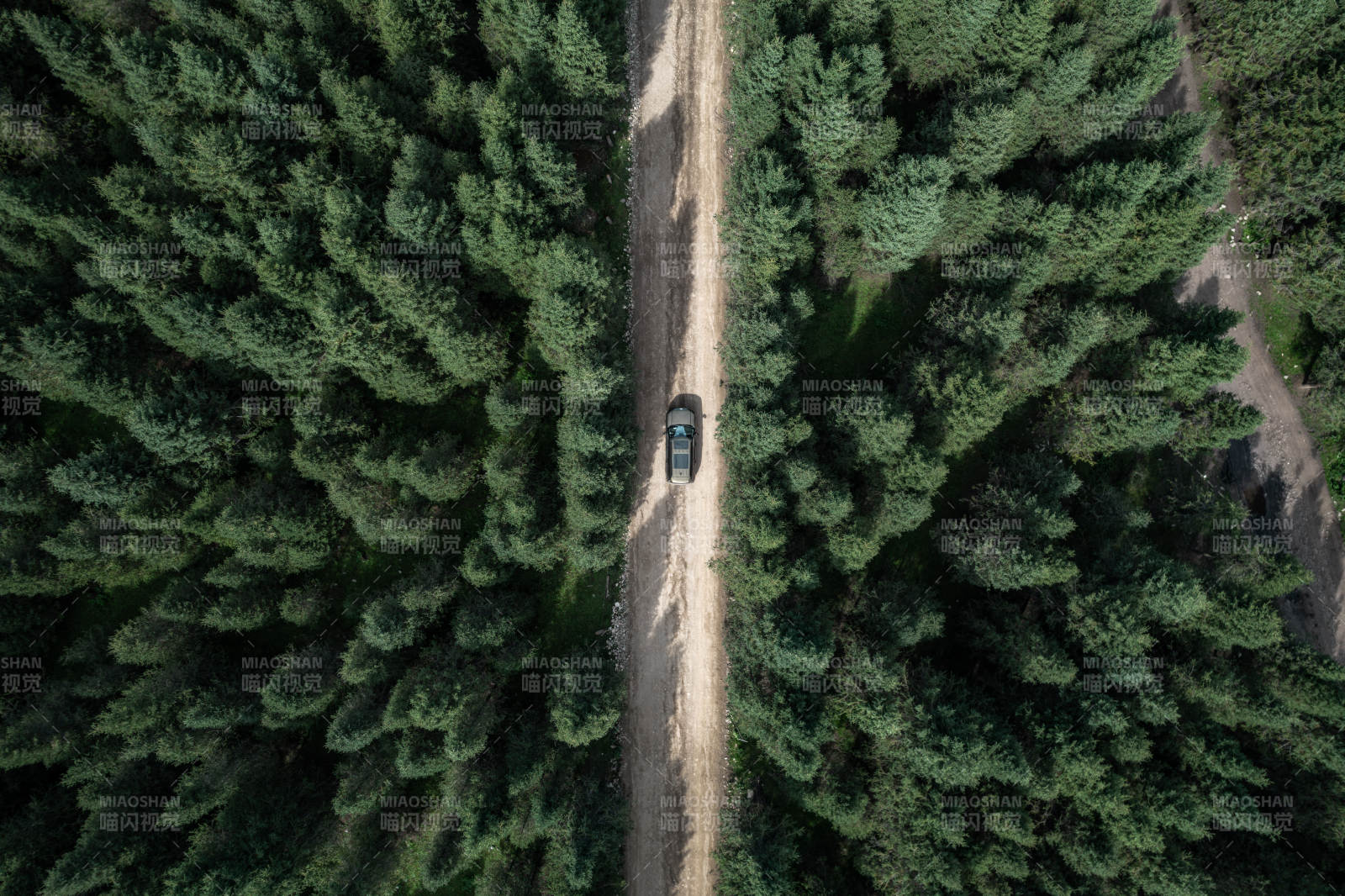 新疆伊犁百里画廊针叶林间森林道路汽车行驶图片