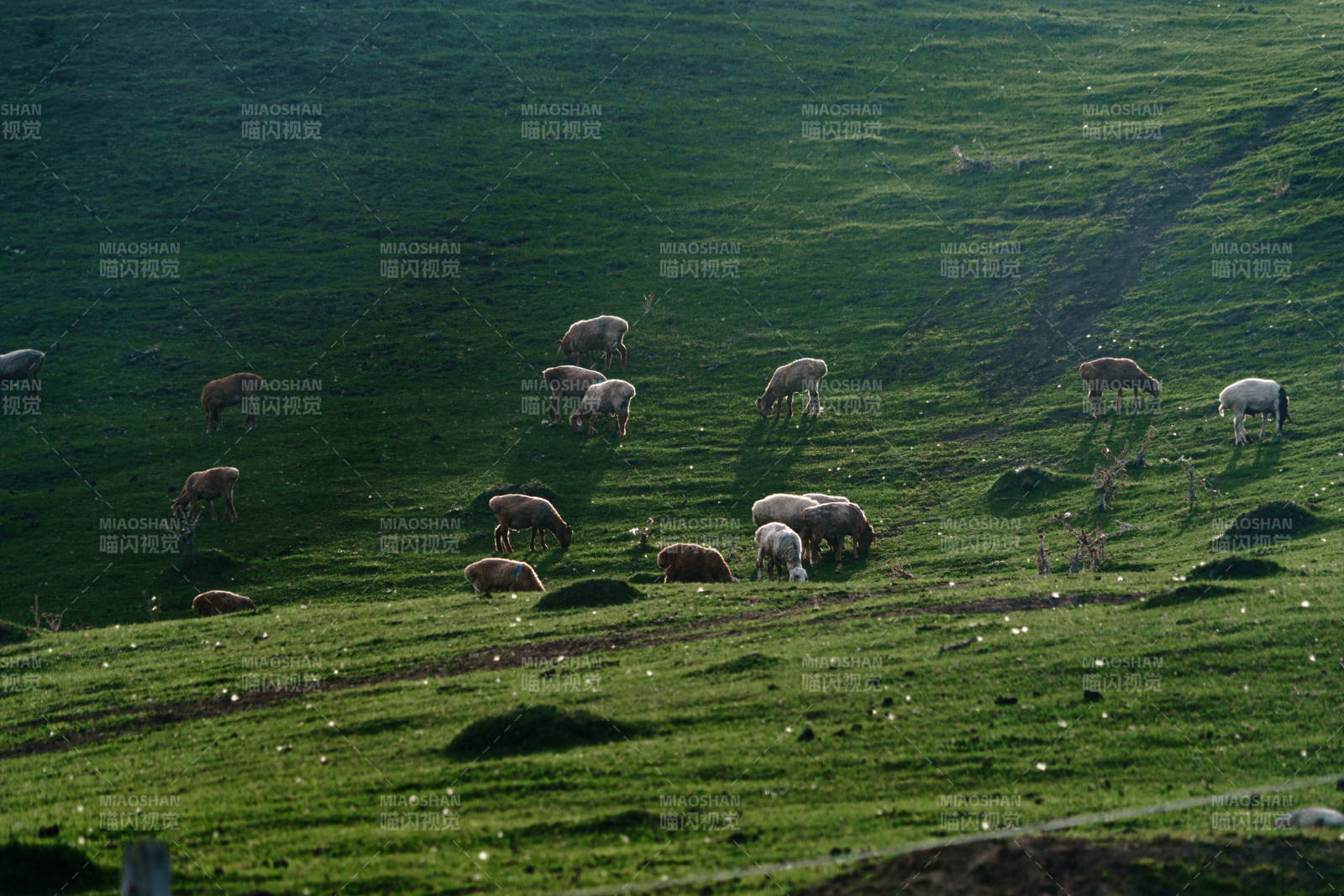 阳光下绿意盎然山坡上羊群悠然吃草和谐生态图片