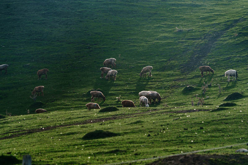 阳光下绿意盎然山坡上羊群悠然吃草和谐生态图片