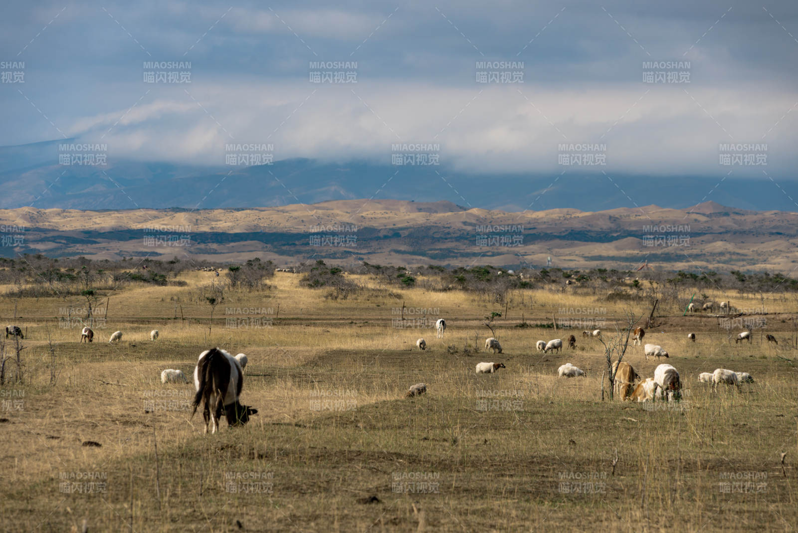 远处山峦连绵草原牧场牛羊成群低头吃草景象图片