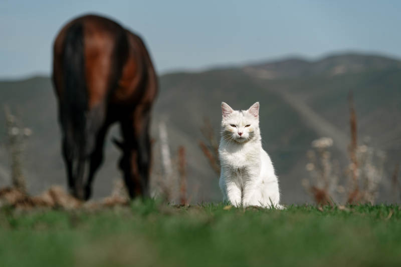 在草原草地上的白色小猫转头和野生棕马吃草图片