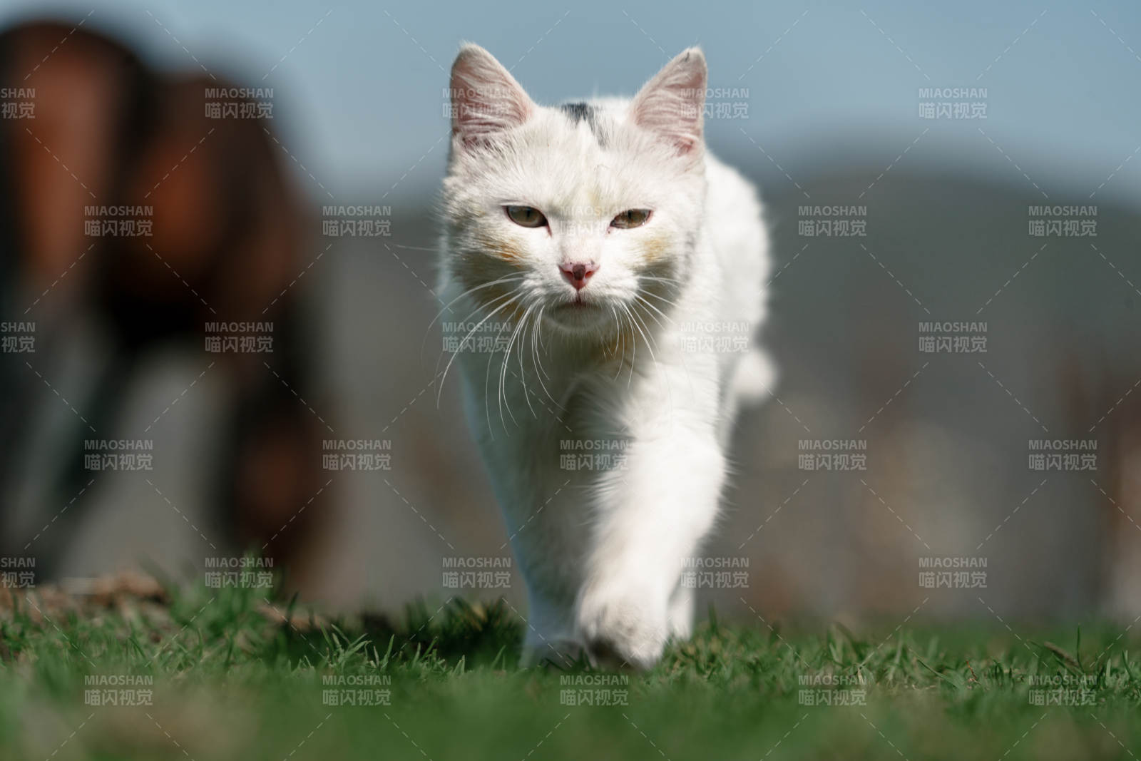 在草原草地上漫步行走的白色小猫和野生棕马图片