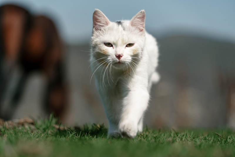 在草原草地上漫步行走的白色小猫和野生棕马图片