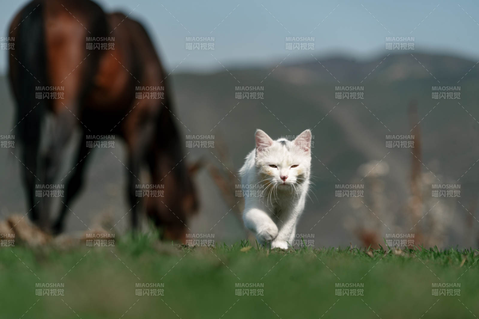 在草原草地上行走的白色小猫和野生棕马吃草图片