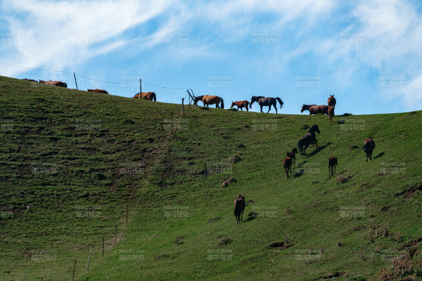 在绿草如茵的山坡上一群马儿悠然自得地散步图片