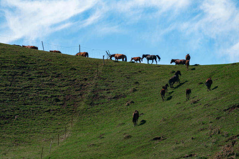 在绿草如茵的山坡上一群马儿悠然自得地散步图片