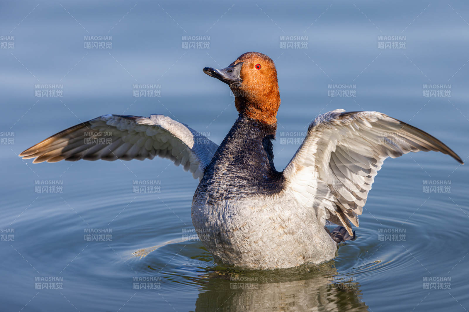 红头潜鸭展翅水间图片