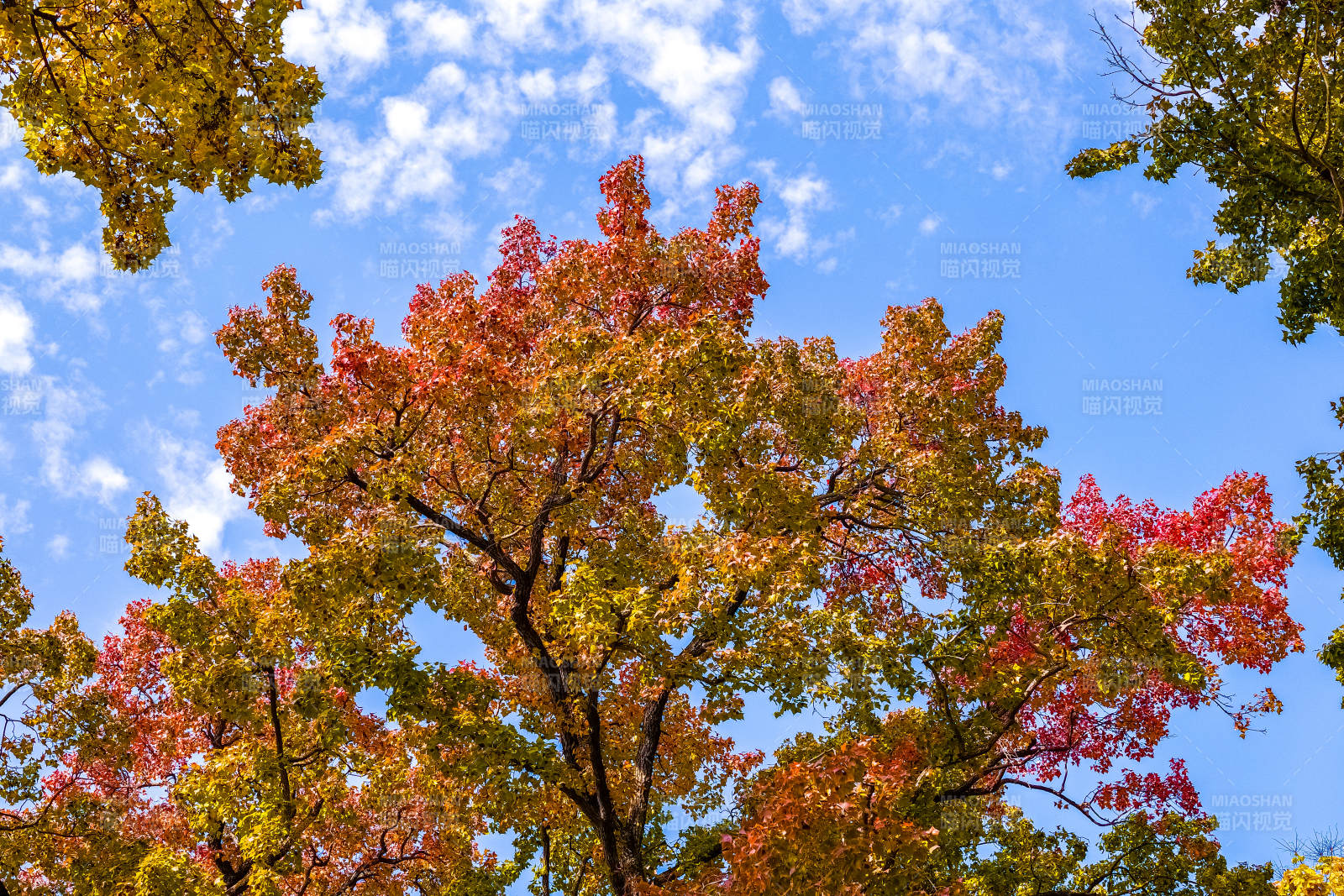苏州·天平山·枫香图片